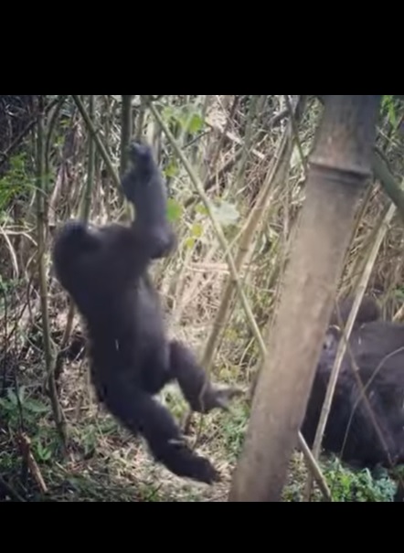 사람은 종종 현실에서 벗어나고픈 욕망을 느낀다. 가장 간편한 방법은 맴돌이다. 속귀가 뇌신경에 전달하는 정보와 눈이 보내는 정보가 어긋나 어지럼증을 느낀다. 유인원과 인간의 공통 조상 때부터 그런 방법을 알았다는 연구결과가 나왔다. hani.co.kr/arti/animalpeo…