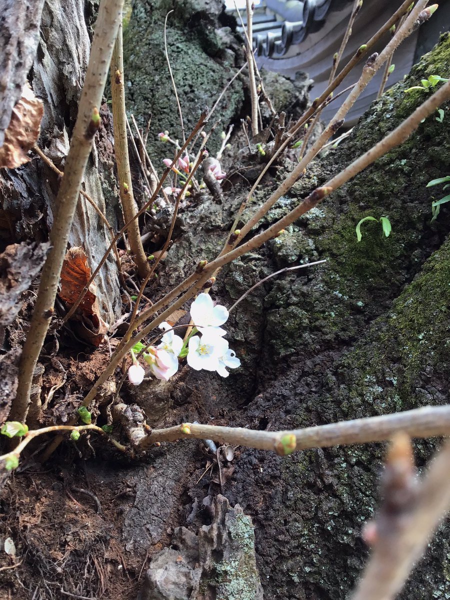 fusebenten's tweet photo. 布施弁天の桜開花しました〜🌸✨といいましてもまだこの部分だけなのですが😅今年もこの太い枝の分かれ目のところが一番早かったですね。満開が楽しみです❣️
椿も水仙も咲きまして、上を見たり足元見たりで春は忙しいですね👀皆さんもお花見の際はつまずかないようお気をつけて🍀
#布施弁天 #桜 #柏市 https://t.co/ogeCQRzyIa
