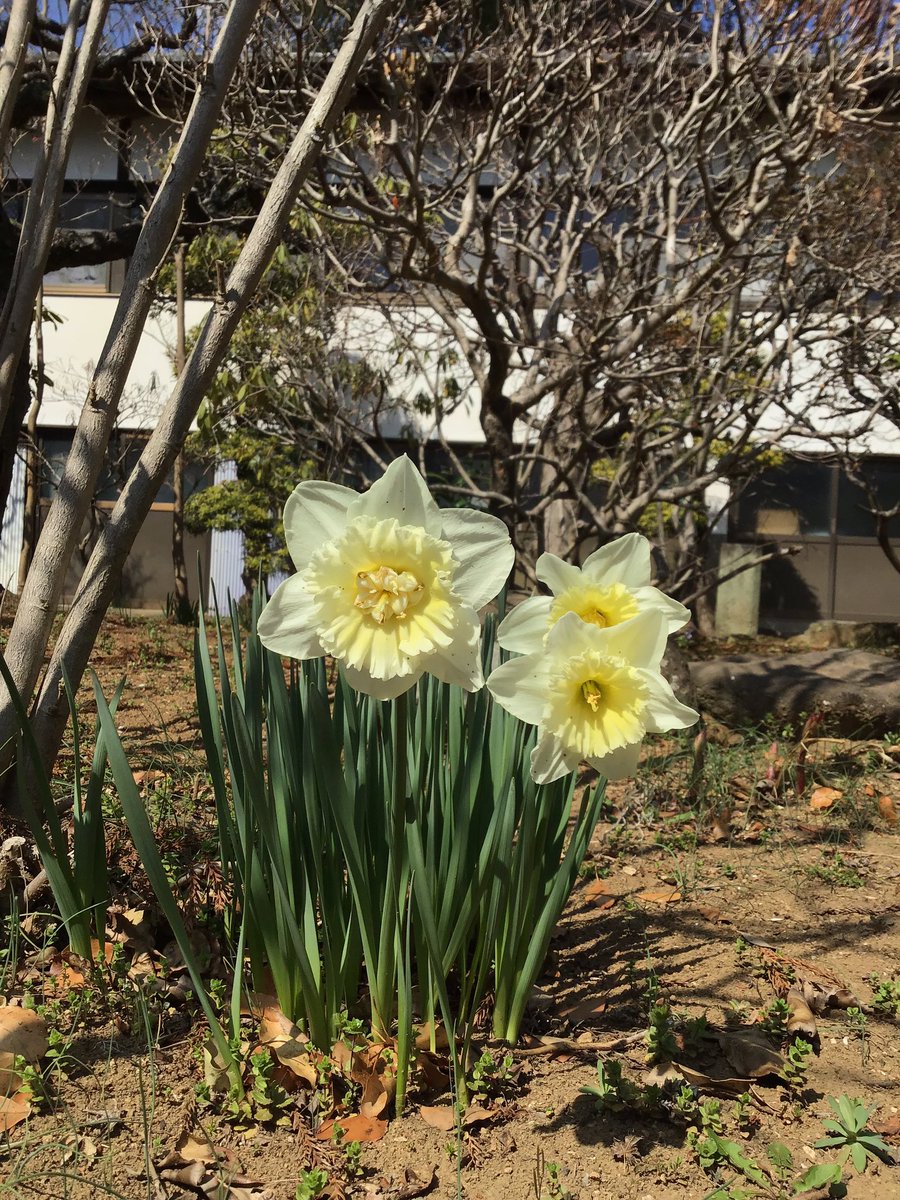 fusebenten's tweet photo. 布施弁天の桜開花しました〜🌸✨といいましてもまだこの部分だけなのですが😅今年もこの太い枝の分かれ目のところが一番早かったですね。満開が楽しみです❣️
椿も水仙も咲きまして、上を見たり足元見たりで春は忙しいですね👀皆さんもお花見の際はつまずかないようお気をつけて🍀
#布施弁天 #桜 #柏市 https://t.co/ogeCQRzyIa