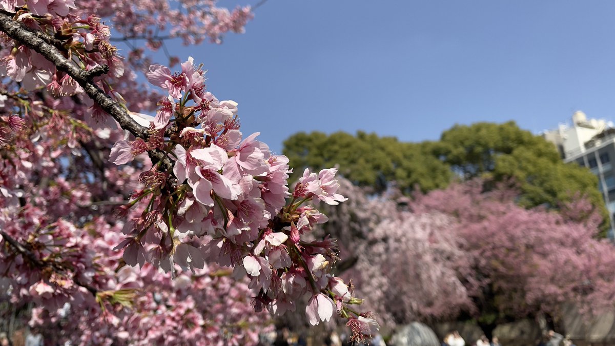 hijinfx's tweet photo. 仕事で上野の桜を撮影しにきております。 https://t.co/2PZm1fewrW