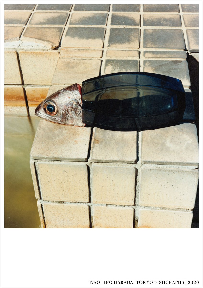 3/17(金)より渋谷「東塔堂」<a href="/Totodo_books/">東塔堂 | Totodo</a> にて日本人写真家原田直宏 <a href="/NaohiroArtworks/">Naohiro Harada Arts & Entertainment Works.</a> 個展「TOKYO FISHGRAPHS | 2020」を開催。写真集とまた違う魅力をオリジナルプリントでご覧いただけます。また、会場では同名作品集をサイン入りカード付きで販売いたします。
totodo.jp/hpgen/HPB/entr…