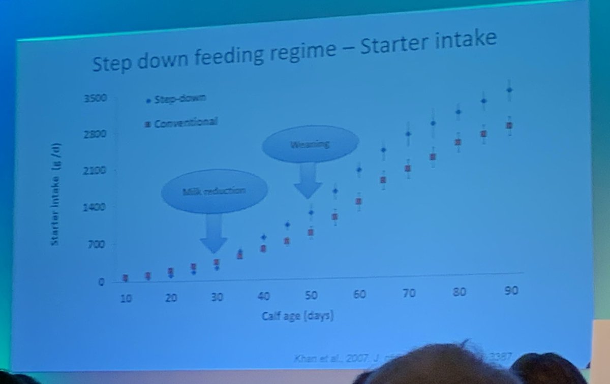 MichaeltDavey's tweet photo. @HefinR @Farmer_wheeler @Rhianpricemedia @SaraPedersen3 @AHDB_Dairy @TrouwNutr_GB Marina Von Keyserlingk spoke about step down feeding at total dairy 19. lot of milk early on when their “system” is programmed for milk to have a strong, healthy, well developing calf at that stage. Then reduce milk and being bigger &amp; stronger they then go on to eat more starter https://t.co/gj43b86wrU