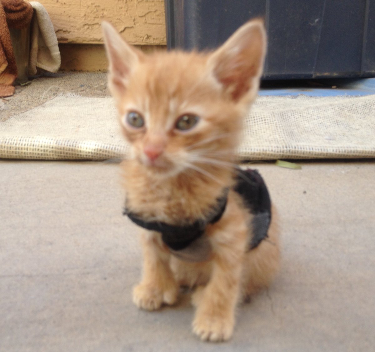 (Drum roll & trumpets) I'd like to formally introduce you all to our newest rescue/foster kitten & feline charm school student: Mister Thumbsy Sharkmouth McGee. He was the runt of his litter & was malnourished/sickly. Now he's a rough & tumble eating, sleeping, pooping machine.