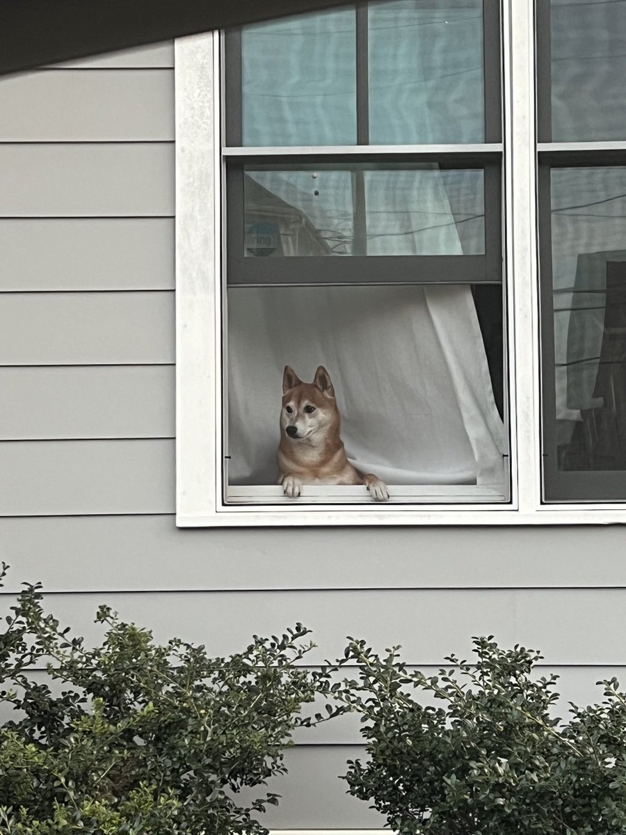 My dog waiting for me to come home from work #surgeryresidency