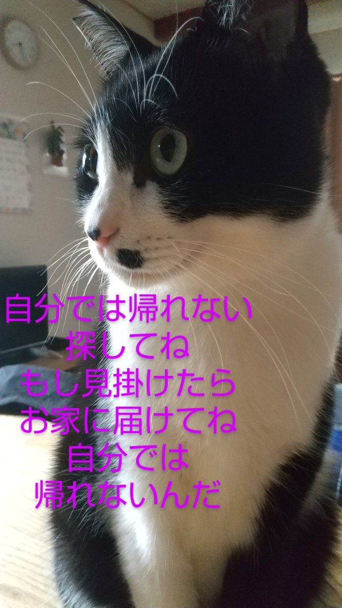 ねこといぬ Amazon | neDOGko(ねどっこ) ベッド 3Dベッド シニアタイプ 高