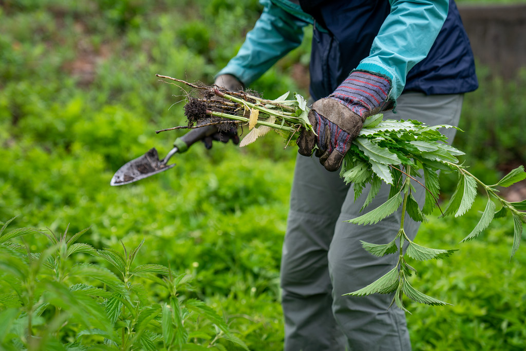 aacpl's tweet photo. Join library staff & "Weed to Read" volunteers Saturday, March 18, 9 am - 1 pm at the Busch Annapolis library for a native/invasive plant workshop. Water, sunscreen, bug spray, supplies & chairs provided. Call 410-222-1750 for more info. #AACPLReads #AnneArundelCounty https://t.co/EkWWpDdli4