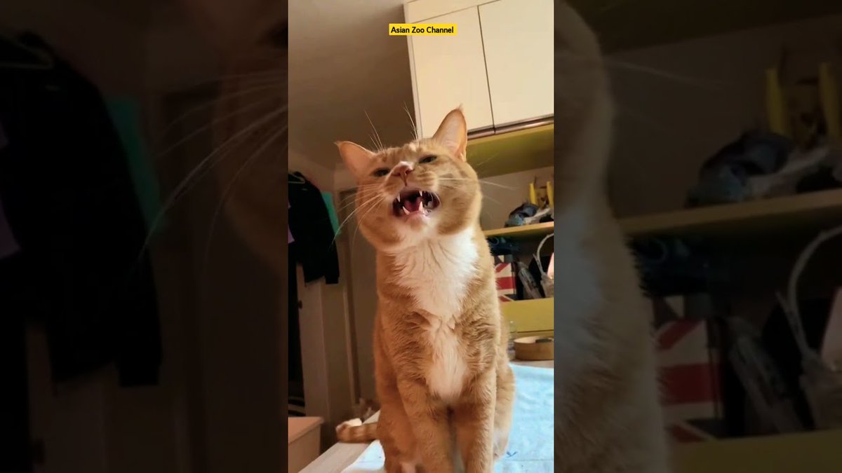 MeowMoeDotCom's tweet photo. Brown Cat kitten ๐บ
https://t.co/XRbeLOcXe7
#AwwAnimals #BabyCat #BabyCats #CatBaby #CatCompilation #CatVideos https://t.co/sUNvHJtf2I