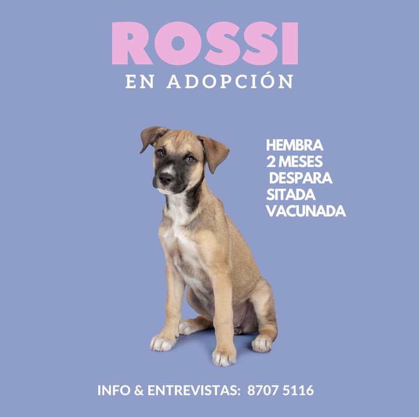 MajoVindas's tweet photo. Rosita en adopción 🐶🌹

Me ayudan a compartir🙏🏼 
#AdoptDontShop https://t.co/FXe9hOULgZ