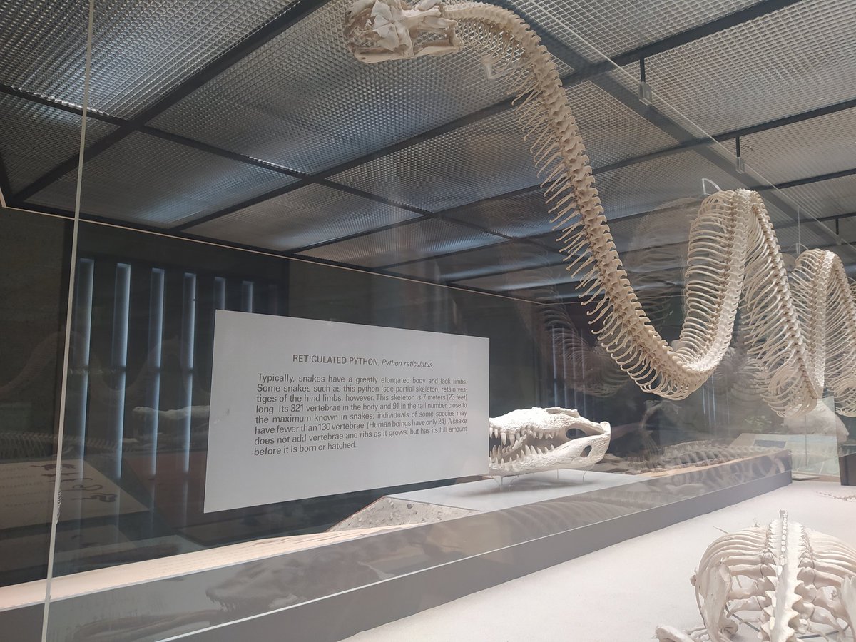 beabrea's tweet photo. American Museum Natural Hystory (NYC). Python has 321 vertebrae but human beings not only 24. Neuroradiologists know it. 😌😉 https://t.co/912CgxCvgq