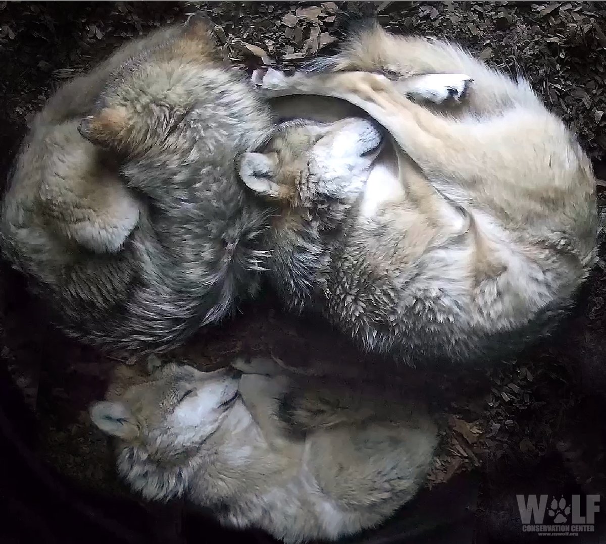 nywolforg's tweet image. Dreaming of a world where compassion &amp;amp; understanding prevail. 🐺

#LoboWeek