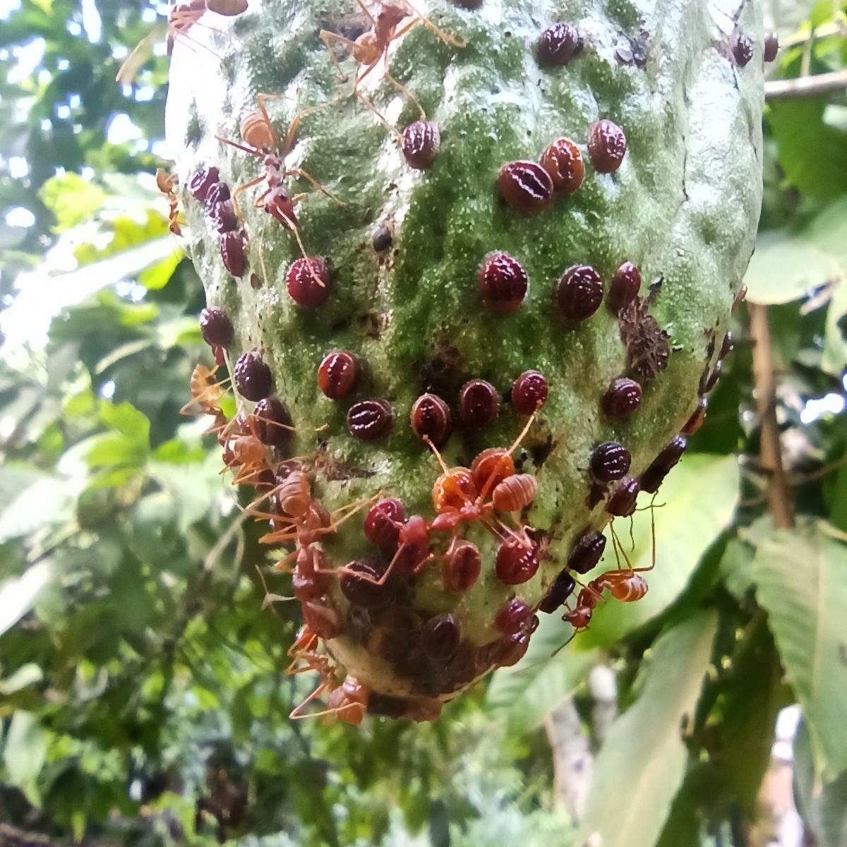 PHIM_research's tweet photo. [#phimproject] 🇨🇮 🍫Do interactions between #microbiota &amp; #cocoa_genetic mitigate the impact of cacao #swollen shoot #virus #CSSV 
👥Meet the cocoa team @AgapInstitut  #UFHB @PHIM_research @Cirad https://t.co/IqX0WmLKIs