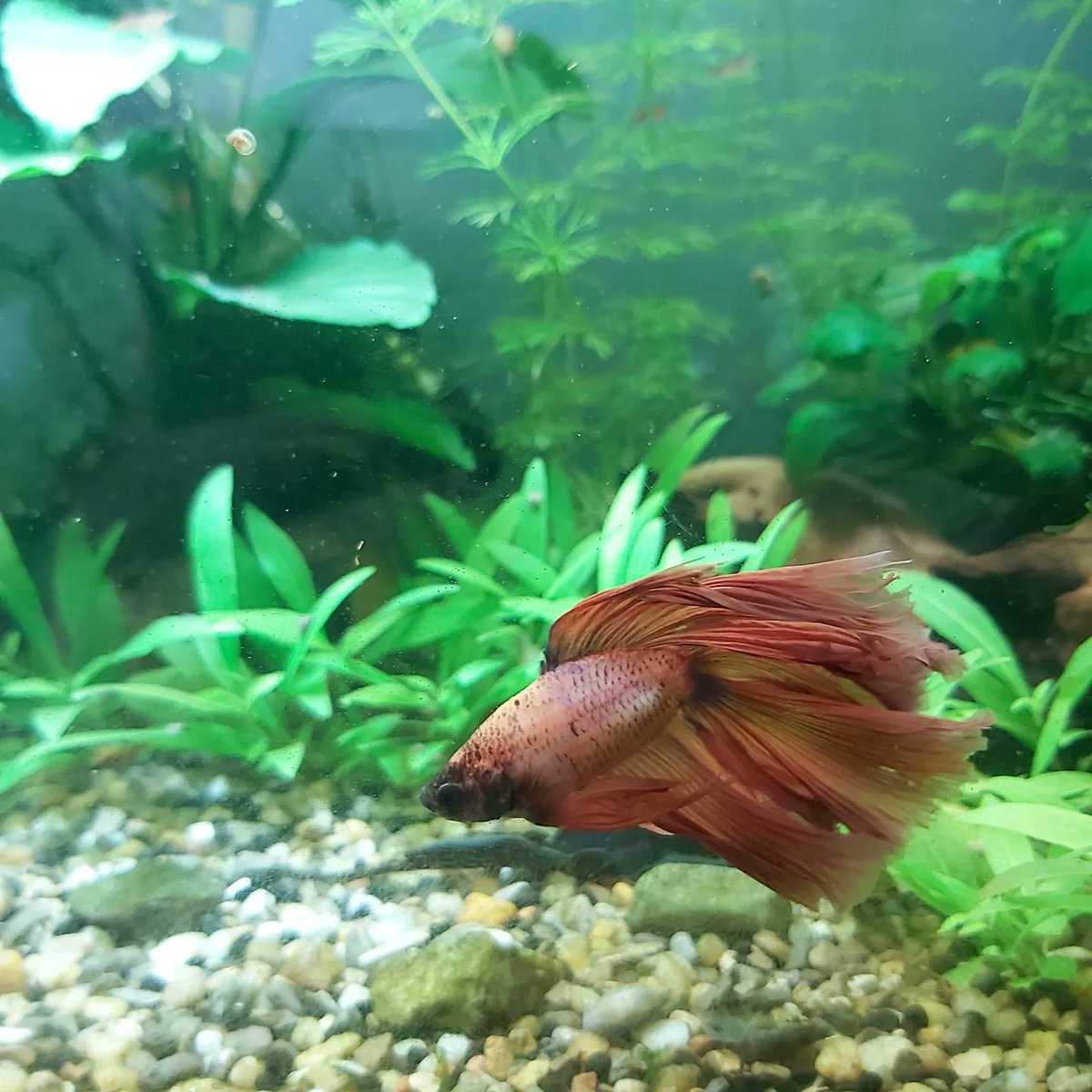 HideyHole2020's tweet photo. Of course my beautiful boy Ganesha!
( ¡Por supuesto, mi hermoso niño Ganesha! )
#betta #bettafish #fightingfish #siamesefightingfish #malebetta #bettafishcare #bettafishupdate #fish #pez #cuidadodelpescado #pezBetta #bettasplendens #pezmacho #peznuevo #mascota https://t.co/5OWoDX36xj