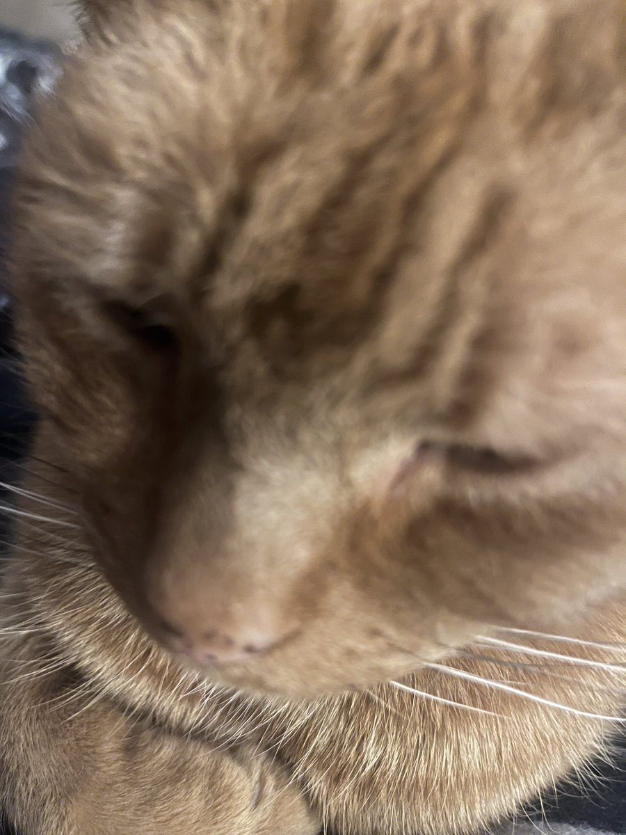 One week after we had to have his sister put to sleep and someone is even more “mummy’s baby” than before.