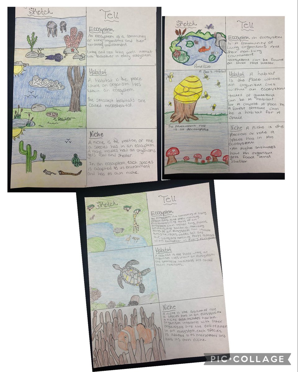 tgripp88's tweet image. Some #SketchandTell examples for ecosystem, habitat and niche from my 7th grade scientists! @eduprotocols