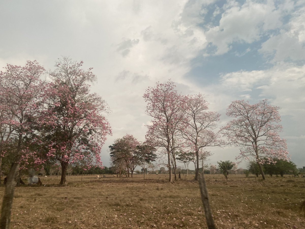 FREDDELAROSA1's tweet photo. Amo los paisajes de Monteria Cordoba…#Preproduccion … https://t.co/jyYe7W6zwc