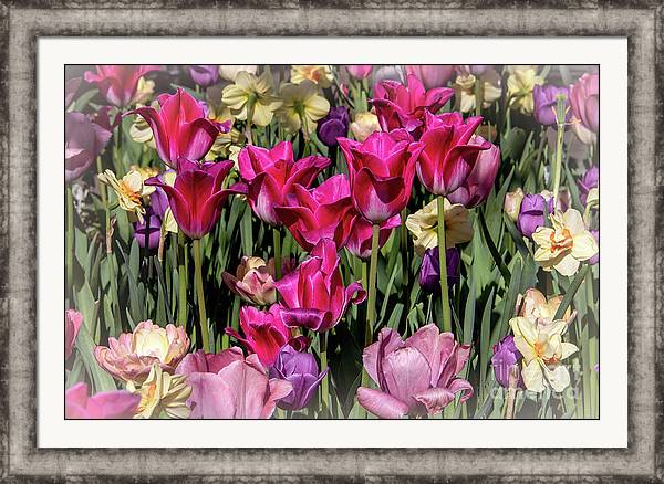 dianamary-sharpton.pixels.com/featured/nine-…

Nine Dark Pink Tulips - Springtime Flowers
#travelingtexas #buyintoart #Dallas #arboretum #floralphotography  #tulips #pink #dmsfineart #dianamarysharpton #fineartamerica #fineartforsale #walldecor #printsforsale 

Artist Deck: DianaMary-Sharpton.pixels.com