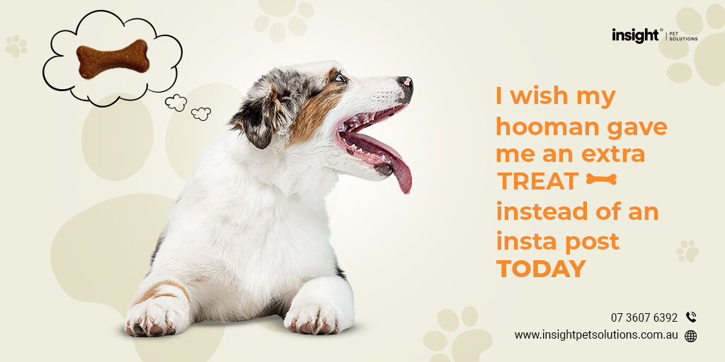insight_pet's tweet photo. All our #Munchkins are hungry for treats, don't you agree? We have a range of dog treats for our little #furbabies. Order from us &amp; avail great prices &amp; offers!

Shop: https://t.co/o8QBXovHU9

#dogs #dogtreats #pets #doggy #petfood #dogsupplies #petproducts #australia #insightpet https://t.co/fMBsvf2oxn