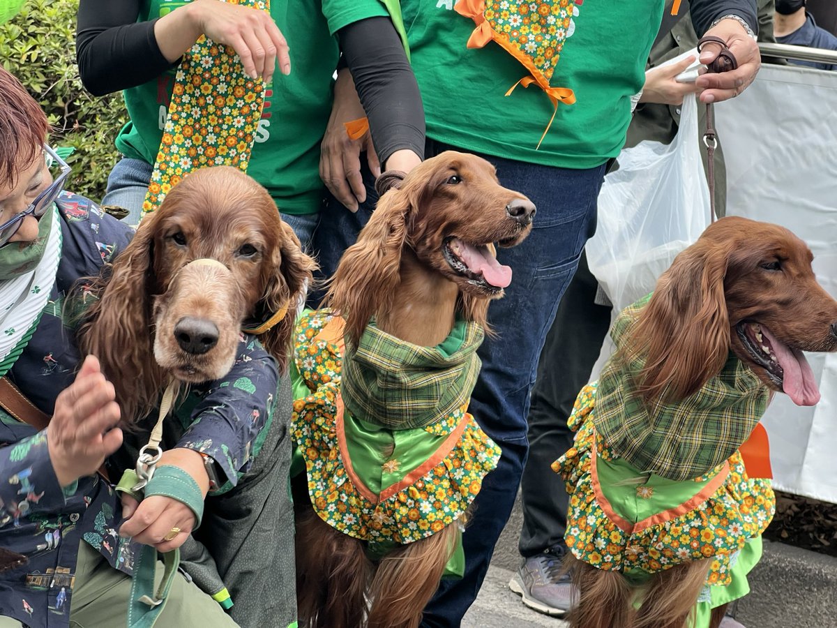 🇮🇪🇯🇵#StPatricksDay #LáFhéilePádraig #Tokyo Finest Hawk-Eye Review 2023🇮🇪🇯🇵