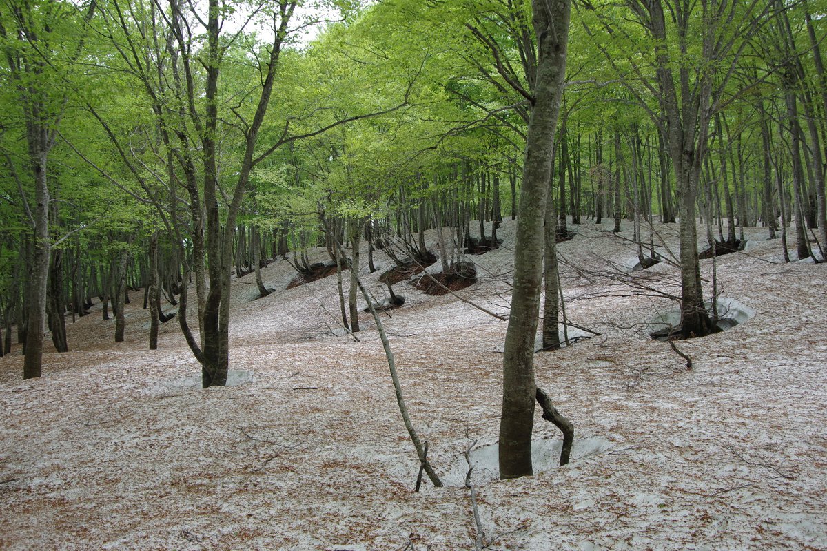 Linkage between trees and snow algal blooms
tandfonline.com/doi/full/10.10…