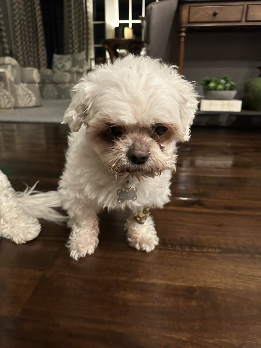 Just got home from the vet. Sad face because I haven’t had any blueberry kashi yet.