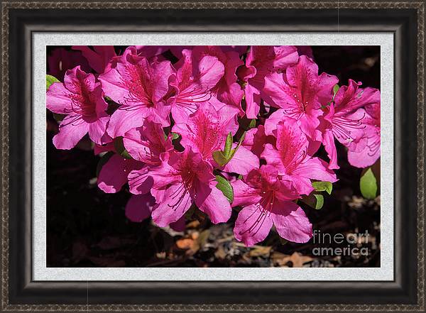 dianamary-sharpton.pixels.com/featured/perfe…

Perfecto Mundo Double Pink Azalea 
#travelingtexas #buyintoart #Dallas #arboretum #floralphotography  #Azaleas #pink #dmsfineart #dianamarysharpton #fineartamerica #fineartforsale #walldecor #printsforsale #apparel

Artist Deck: DianaMary-Sharpton.pixels.com