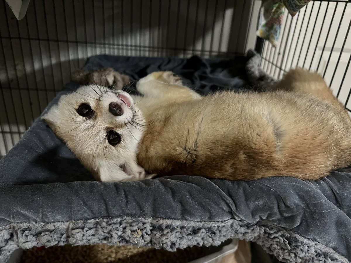 ABCOfDee's tweet image. I love this little dude so much. He’s blossoming into my buddy with patience and lots of treats #fennecfox #exoticpet