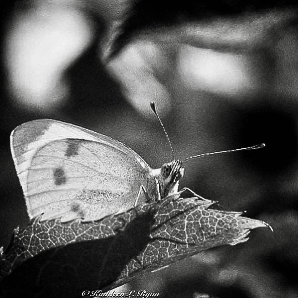 KathleenLRyan1's tweet photo. "Observation" Photo © Kathleen L Ryan #blackandwhite #butterfly #cabbagewhitebutterfly #blackandwhitephoto #blackandwhitephotography #nature #naturephotography #naturephotographer
#sunshadow #nature #naturephoto #naturalworld https://t.co/3lAQgFysSt