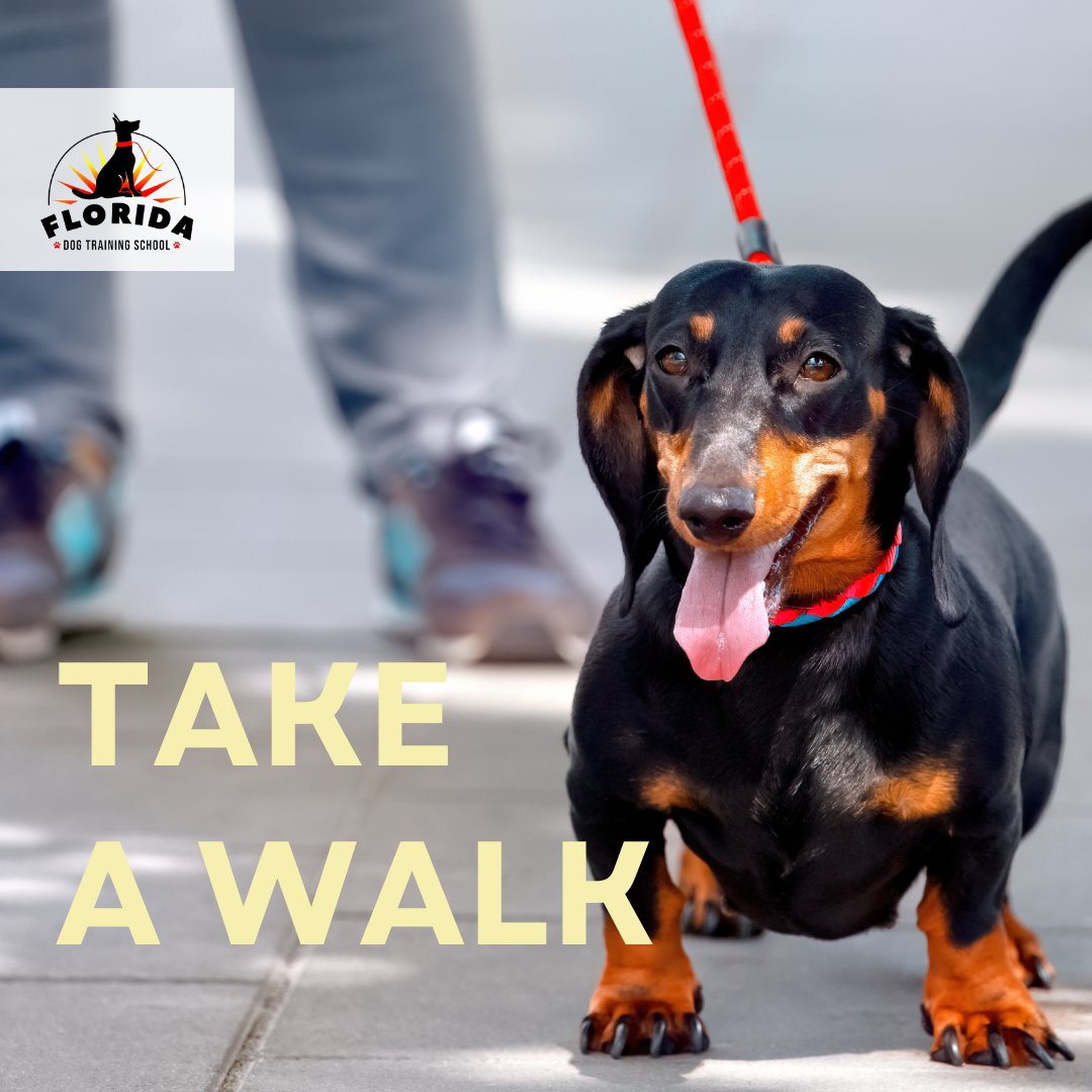 TampaDogTrainer's tweet photo. From socialization to leash training, a daily walk can provide numerous benefits for both you and your dog.

#puppytraining #newpuppy #florida #dogtraining #tampa #traininggoals #dogtrainingschool #puppytrainingclass https://t.co/thNHUWKSj8