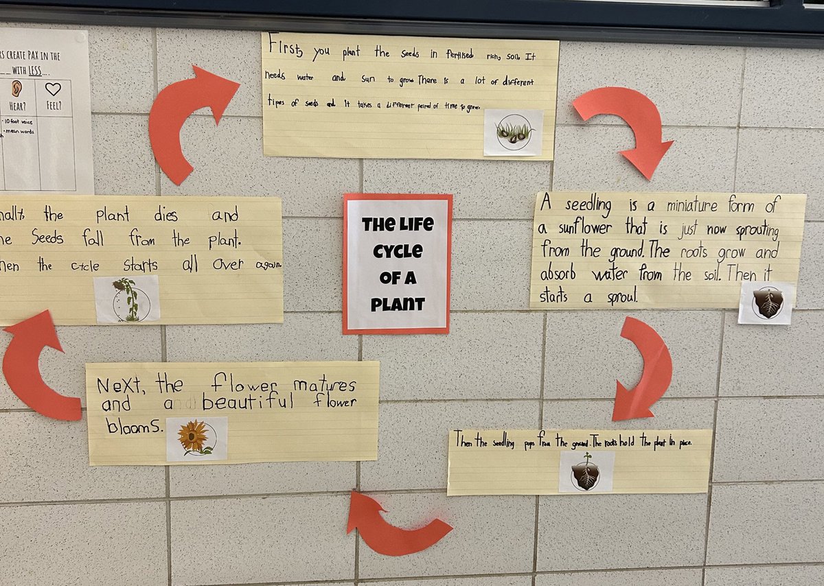 We finished up our unit on cycles in nature by growing seeds in the window and writing about the the life cycle of a plant. 🪴 #werprexies
