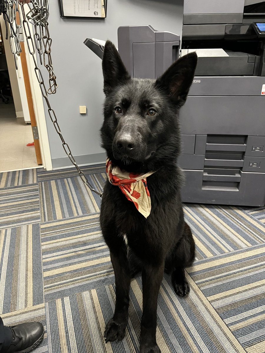 TyngsboroughPD's tweet photo. The Tyngsborough Police Department needs assistance in locating the owner of this not so lucky dog who was turned over from the area of Woodlawn Street.  Anyone with information is asked to call 978-649-7504. https://t.co/d1LNcyk2sx