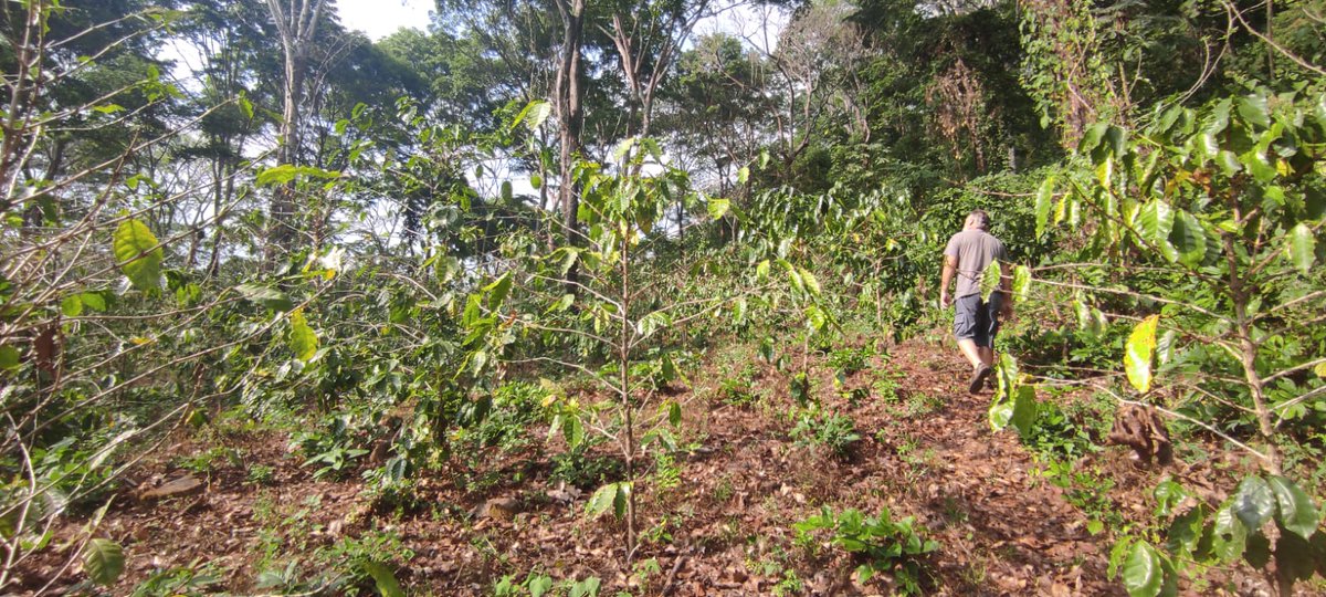 ElSalvadorVisas's tweet photo. Today we welcome Rob and Sindy, who have moved here to develop a coffee/cacao/balsam plantation.

Thanks for following your dreams and helping El Salvador at the same time! https://t.co/9YLYyYRUp4