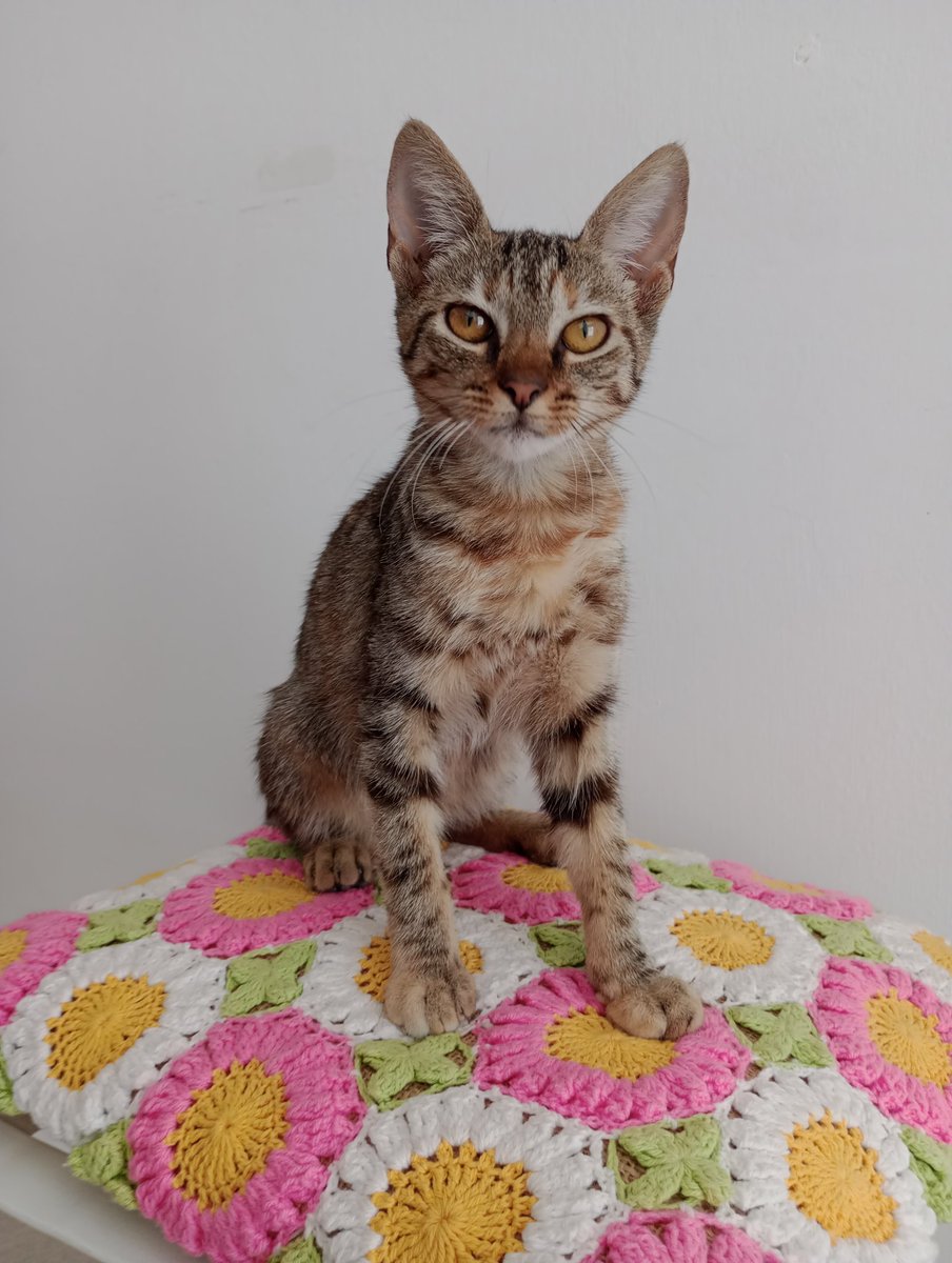 Kalita está buscando un hogar 🧡

Hembra de 6 meses aprox, sabe usar las piedritas y se porta re bien cuando se queda sola.

Si te interesa adoptarla comunicate con <a href="/patitasdelsurr/">Patitas del Sur🐾</a> 

Me ayudan mucho difundiendo para  encontrarle una familia a esta bebita 🥹 🙏🏼
<a href="/VivireNuevaCba/">VivirenNuevaCórdoba®</a>