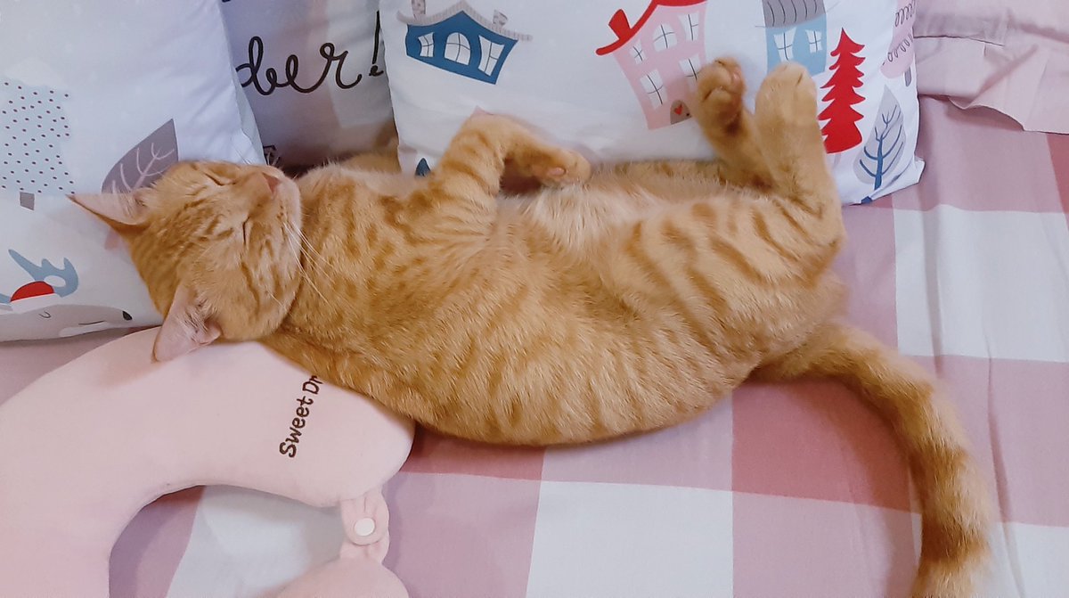 gforgea's tweet image. pagi

mau sambat soal anak ganteng aku boleh ya, namanya Milo xavier, umurnya uda 2 tahun tapi belum bidjieless.

yes, aku sbg pawrents pny trauma tersendiri soal steril, bkn krn prosesnya atau dokternya.

ini uda yg ke 4x milo gagal steril, entah apa yg Tuhan rencanakan