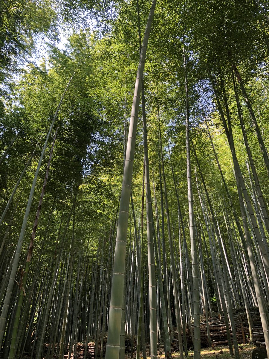 エシカルバンブー株式会社 tweet media