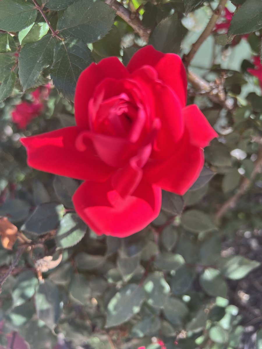 Simone_DeAlba's tweet photo. Love the flowers this time of year! https://t.co/81ZvasT1E5