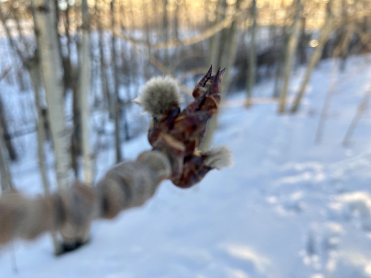 thimble_yyc's tweet photo. It always seems to be this one fearless stand of aspens that unfurl their catkins first. 

Bring on Spring, #YYC! 

#signsofspring #LittleThings #Notice #YYCNature #Aspens https://t.co/PUNf8VN3bT