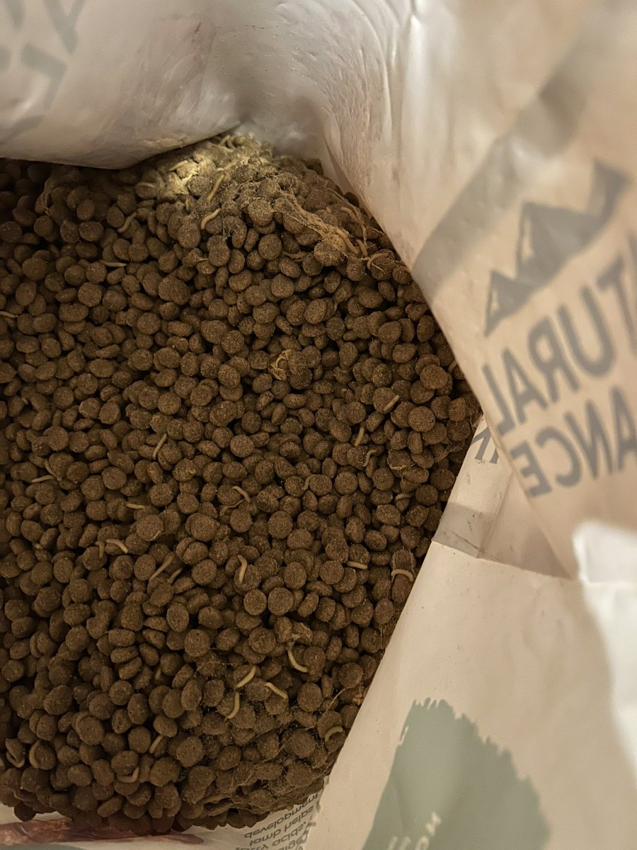 Notrandymoss's tweet photo. Nothing like an $80 bag of maggots. Why am I paying 100% more for the same dog food I bought two years ago? And it's this??? Bought Saturday @Petco @NaturalBalance completely full of maggots. My wife unfortunately noticed AFTER my puppy ate some. https://t.co/Ah2434zANu