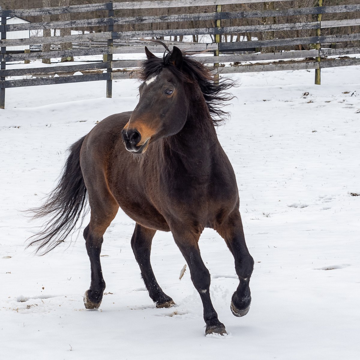yixuac10's tweet photo. These living beings should not be treated as the gambling products of the horse racing industry. They should be respected and not trampled on like objects!
#39canimals https://t.co/fVh4K5Ldto