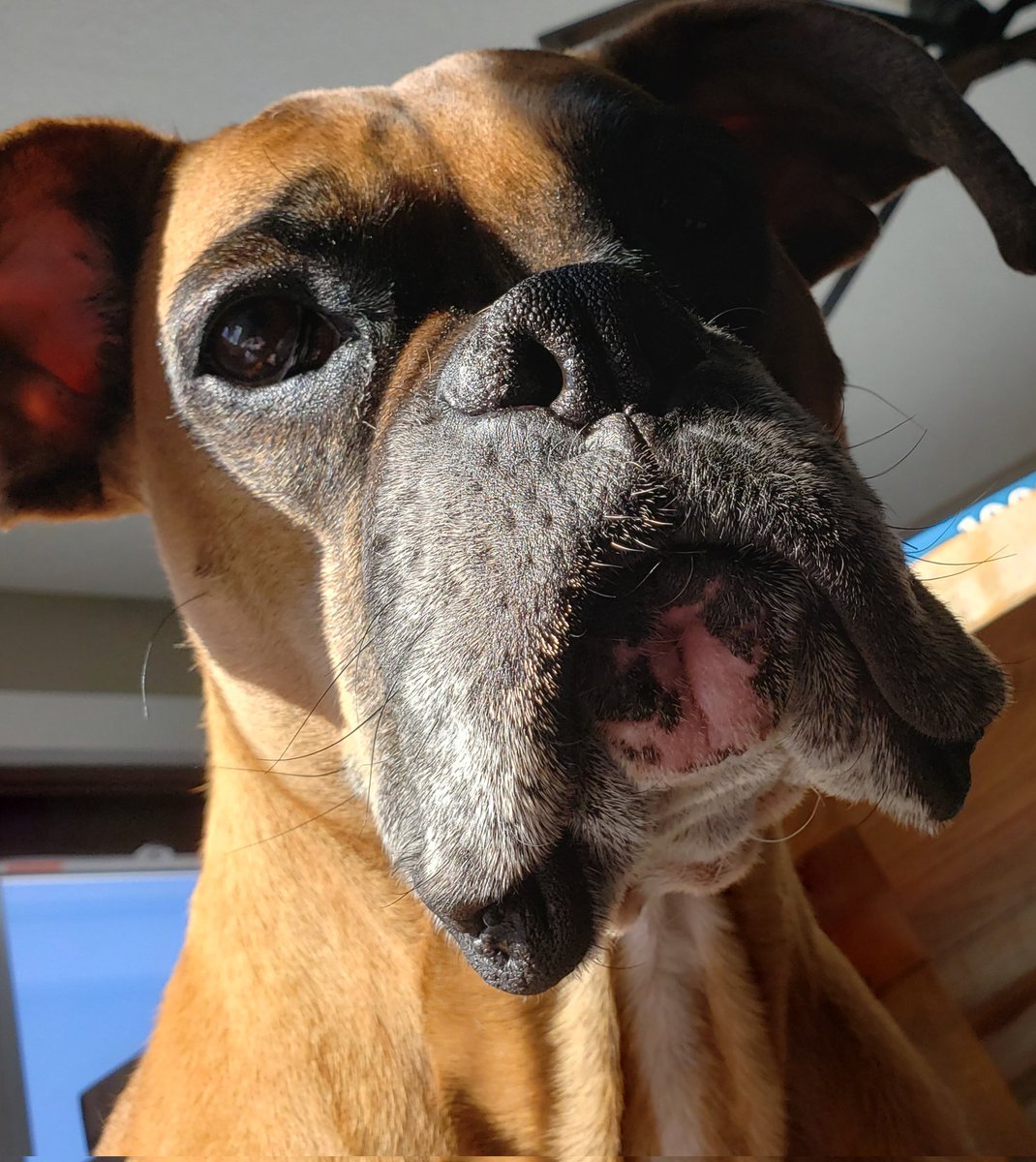 What a silly dog.
#boxer #doglover #fawnboxer #goofdog