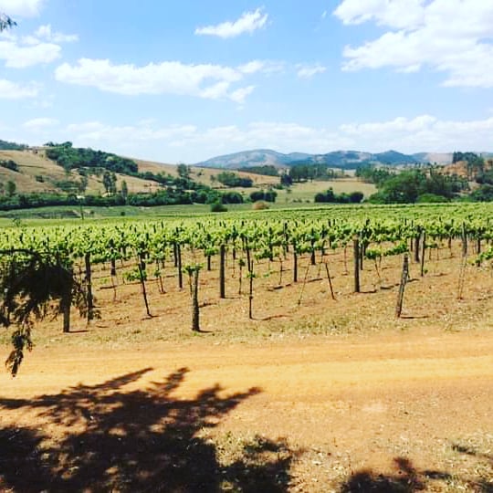 minaswine's tweet photo. Nossaa parreiras mineiras! #vinhosdeminas #andradas #MinasGerais #vinhosmarcon #terroirdeminas https://t.co/bqysBW3wWu