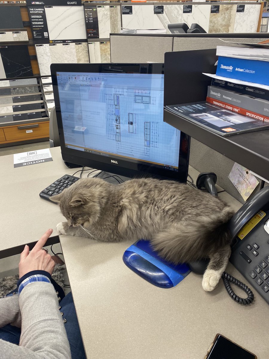 I found Murphy in kitchen design today! I guess he can have a break he did catch a mouse earlier! #8975Proud