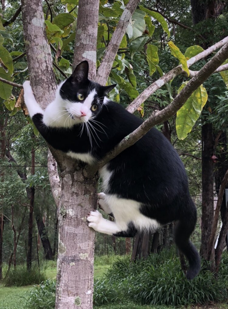 Kitty_Dingolove's tweet photo. #木登り大好き 猫のシンバ君にゃ❣️
#はちわれボーイ #タキシードキャット
#黒猫同盟 #木登りねこ #にゃんだふるらいふ #庭のねこ #CatsAreFamily #tuxedocat #treeclimbingcat https://t.co/zgnlunYaXq