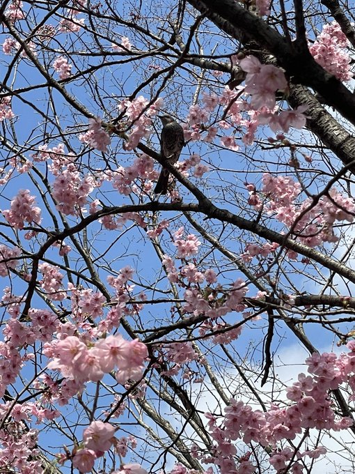 早咲きの桜にヒヨドリが🌸 