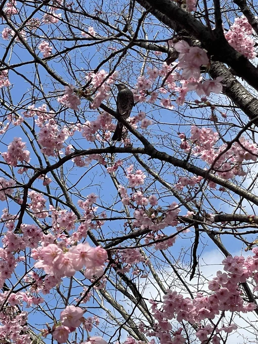 早咲きの桜にヒヨドリが 