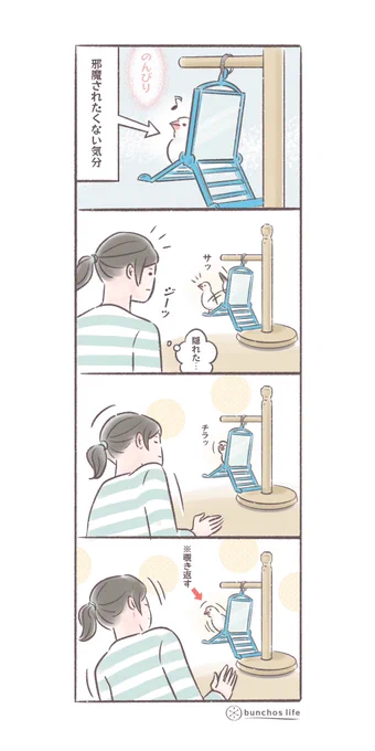 覗くと覗き返してくるの可愛い
#文鳥 
#4コマ漫画 