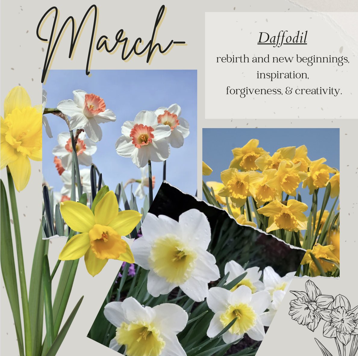 #march #pisces #aries #birthflower #daffodils #garden #bloom