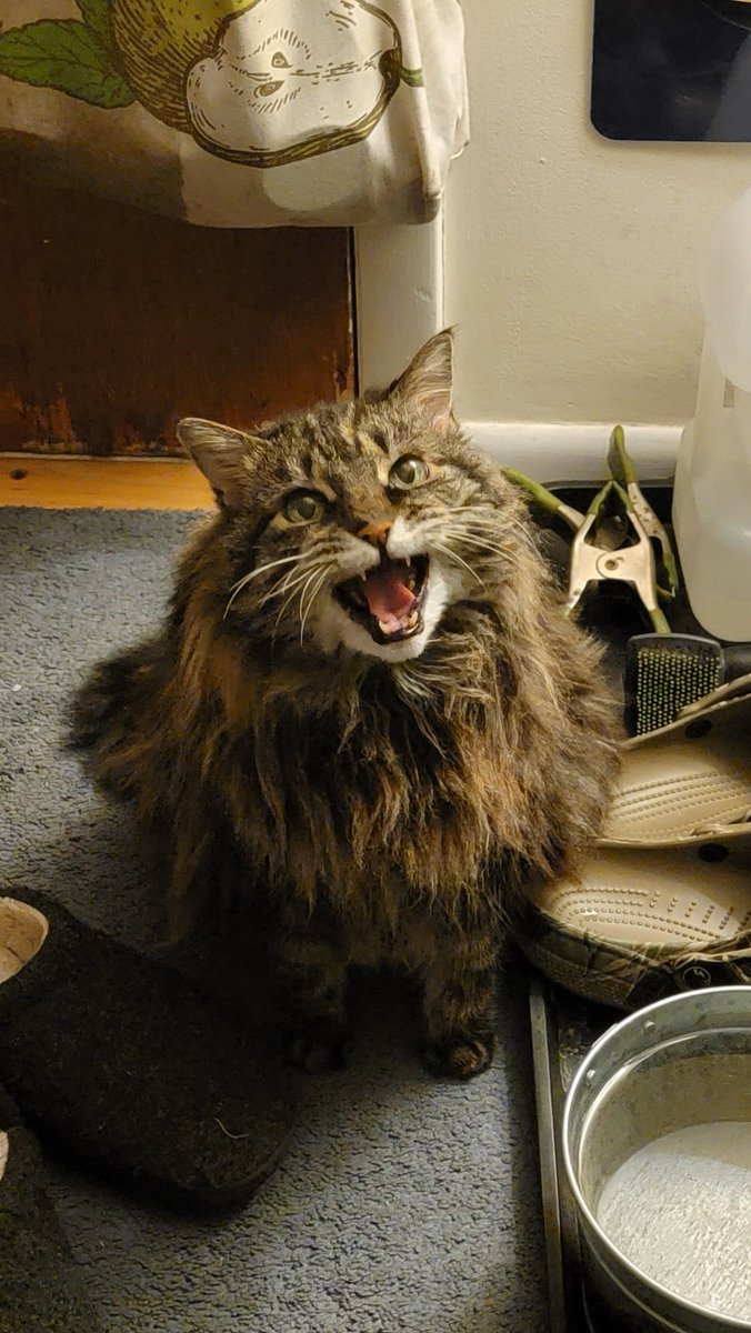 Little Girl doesn't care that there's a blizzard outside.  She wants to go out!
#CatsOfTwitter