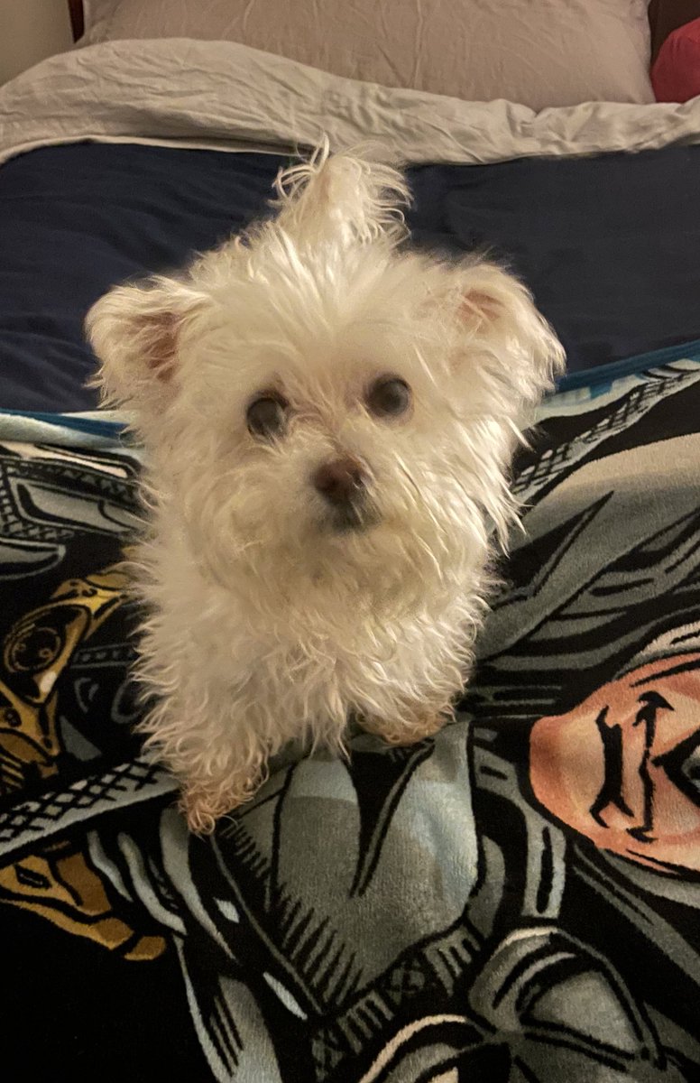 Rey Bear 🐾 tweet media