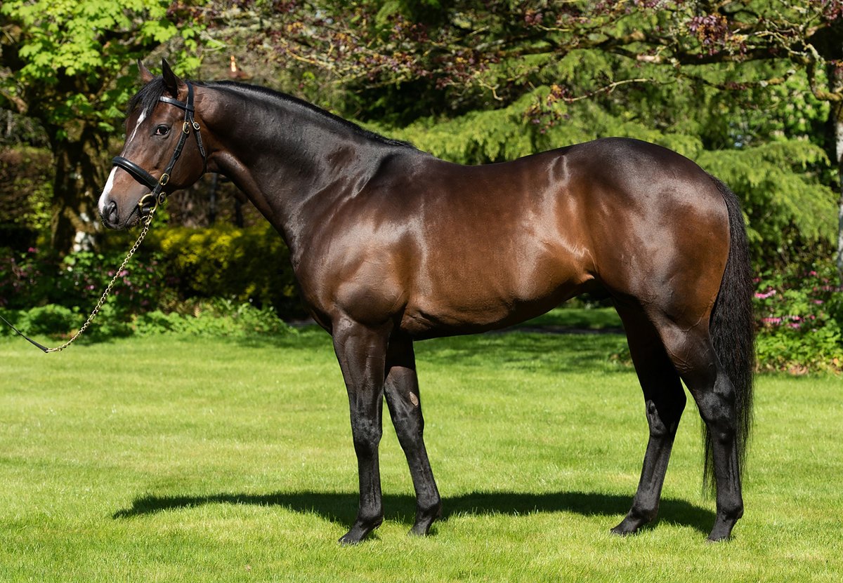 anz_news's tweet image. A second SH winner for @OaksStud's U S NAVY FLAG (War Front) after the win from Aprilia (2 f ex Miss Avalon by Fantastic Light) 🔥

Bred by K J Hickman, this filly looks destined for a bright future 🙌
@ForsmanAndrew 
📸 U S Navy Flag