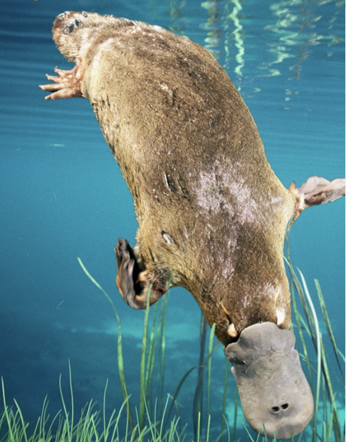 lurie_john's tweet photo. Platypus https://t.co/yRONLCNSkA